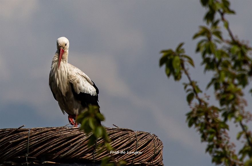 #Stork